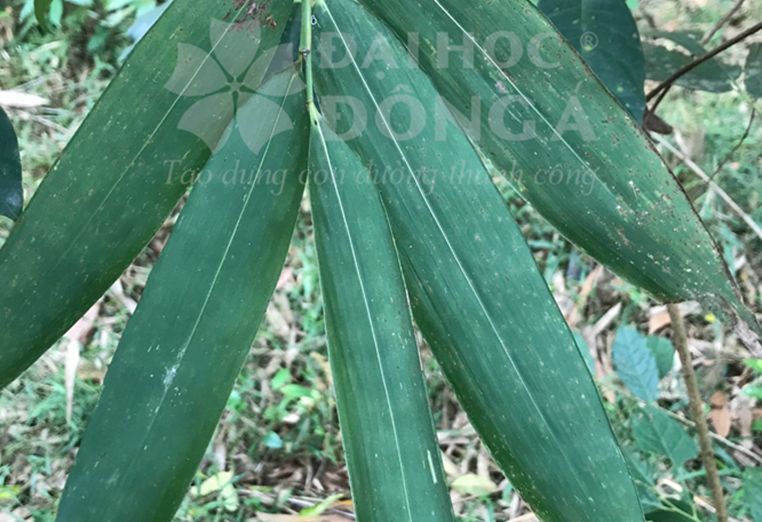 Lục trúc (Bambusa oldhamii Munro)